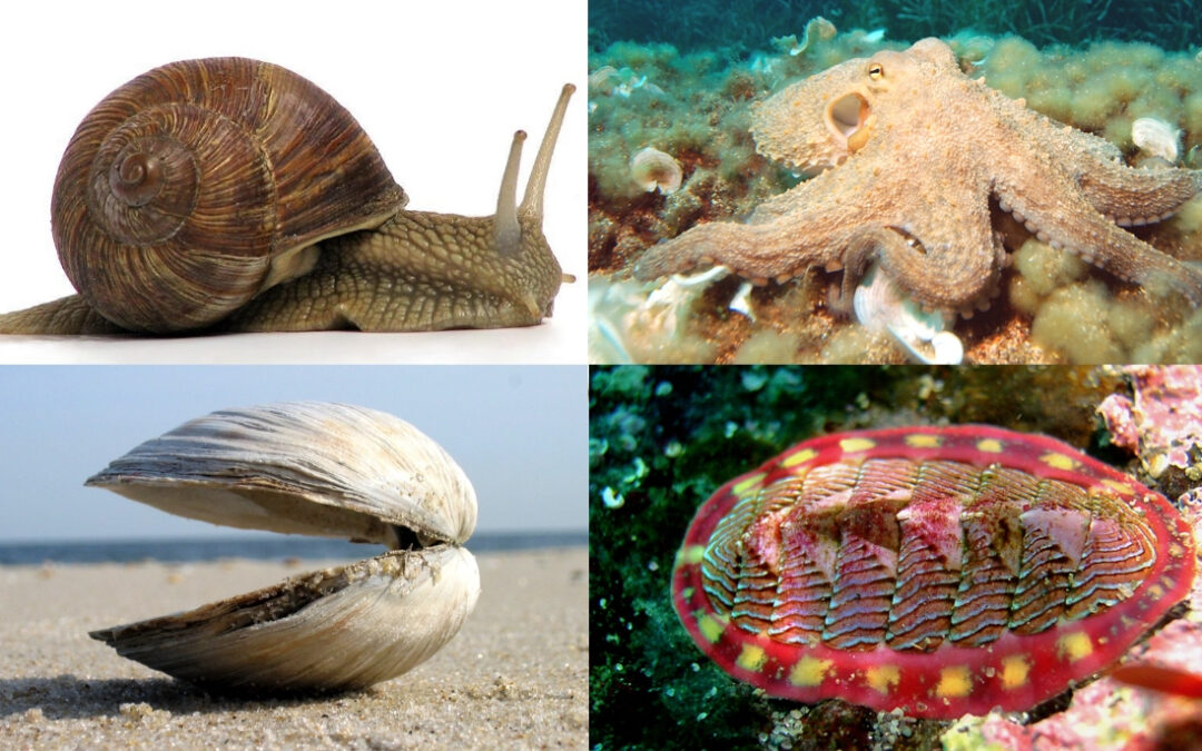 Speaker Series – The mysterious lives of Mollusks